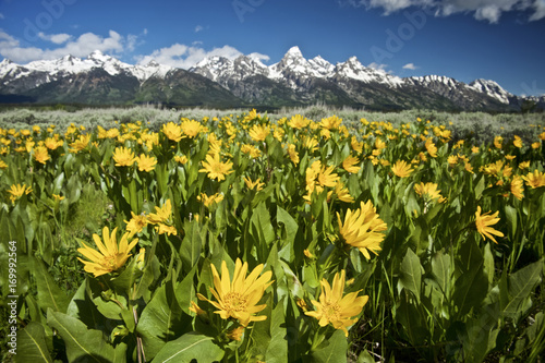 Wild Flowers and the Grand Teton NP, Wyoming