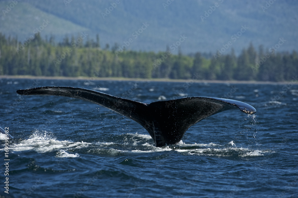 Fototapeta premium Humpaback Whale (Megaptera novaeangliae), Iside Pasage, South West Alaska, USA