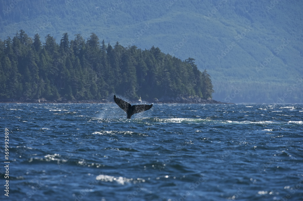 Fototapeta premium Humpaback Whale (Megaptera novaeangliae), Iside Pasage, South West Alaska, USA