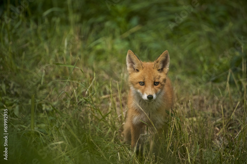 red fox (Vulpes vulpes) cubs, NcNeil, AK © Enrique