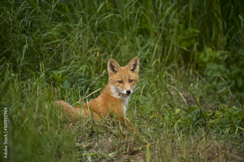 red fox (Vulpes vulpes) cubs, NcNeil, AK