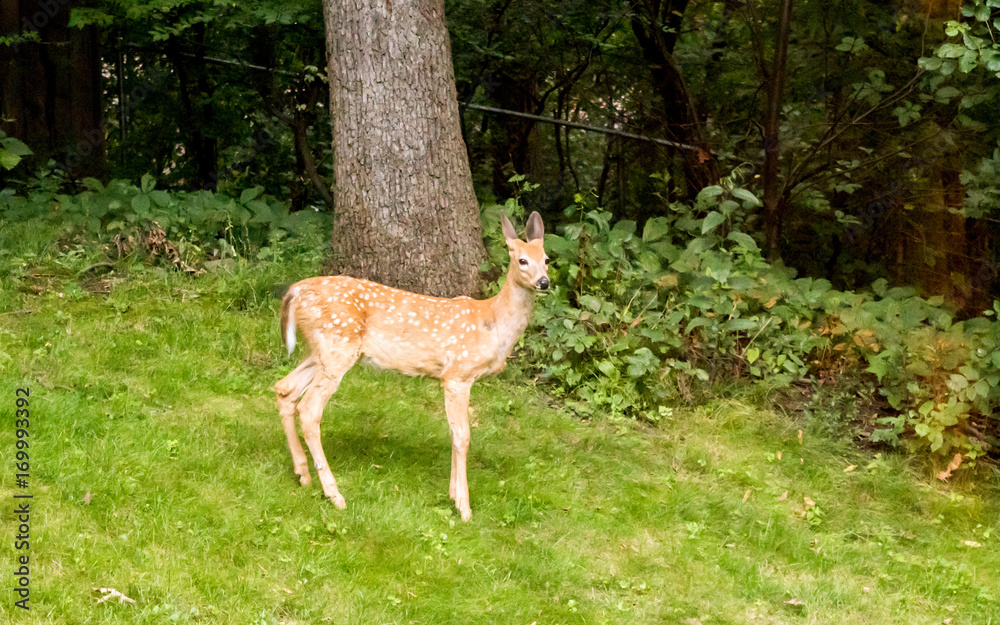 A fawn is playing in a forest A fawn is playing in a forest