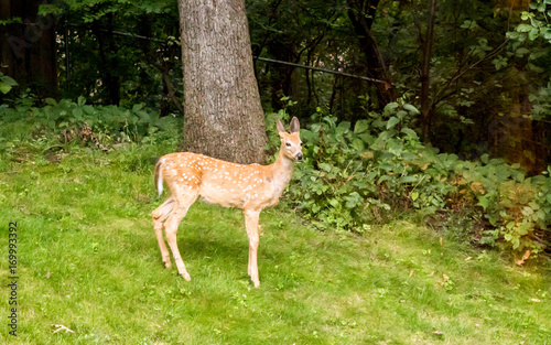 A fawn is playing in a forest
