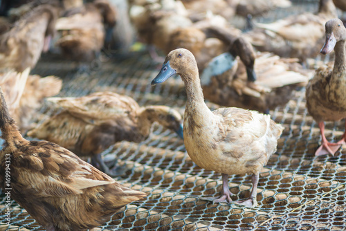 Group of ducks in farm, traditional farming in Thailand.