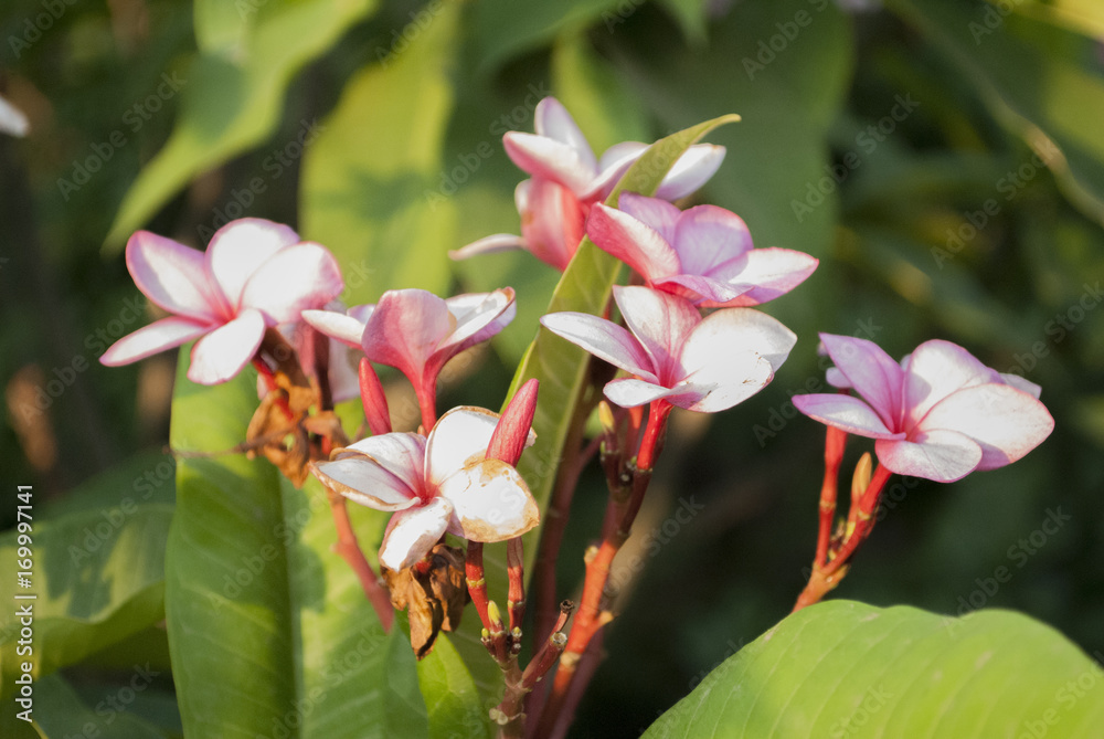 Obraz premium Flores