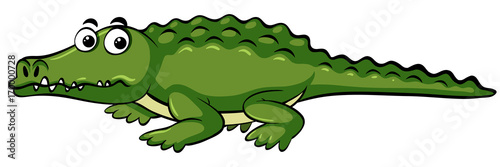 Wild crocodile on white background
