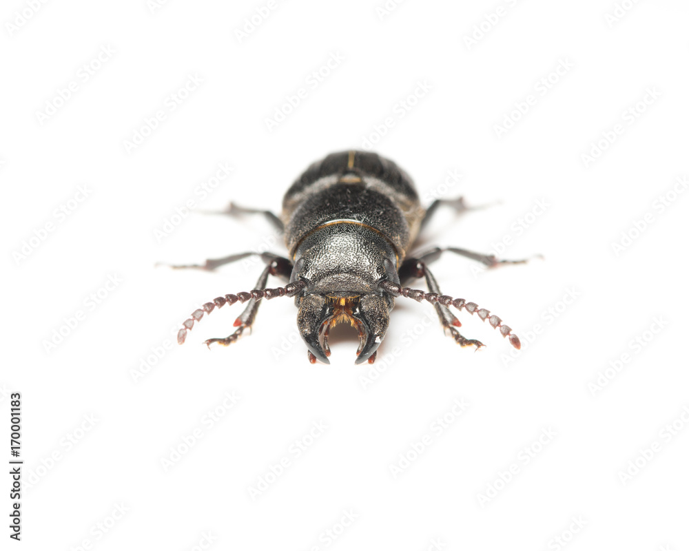 beetle bark beetle on isolated background close-up beetle bark beetle on isolated background close-up