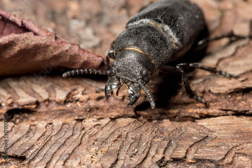 beetle bark beetle destroys wood