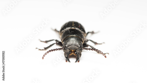 beetle bark beetle on isolated background close-up