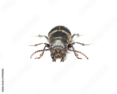 beetle bark beetle on isolated background close-up