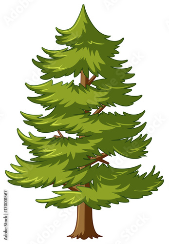 Pine tree with green leaves