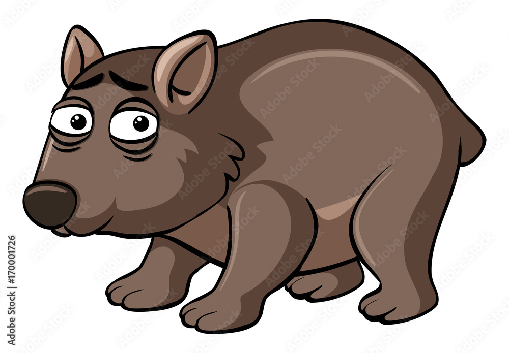 Wombat with unhappy face