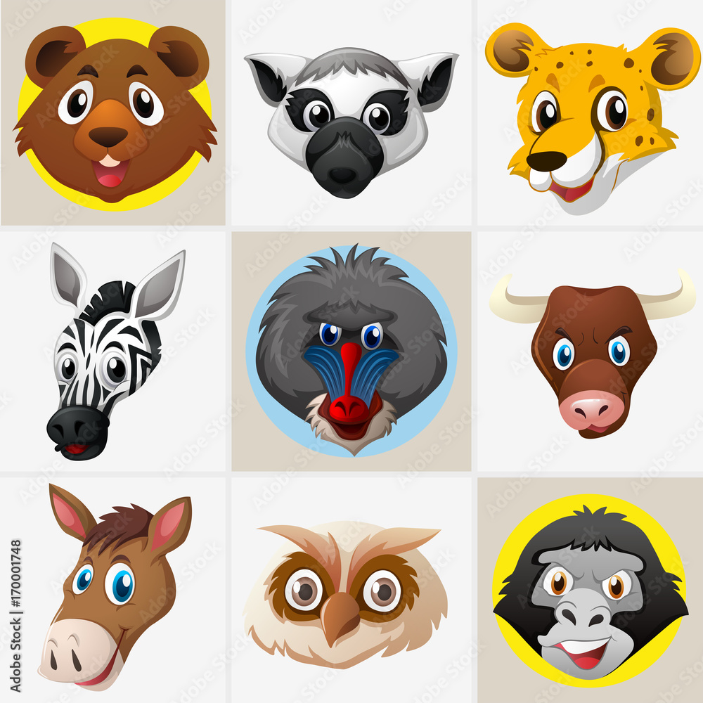 Different faces of wild animals