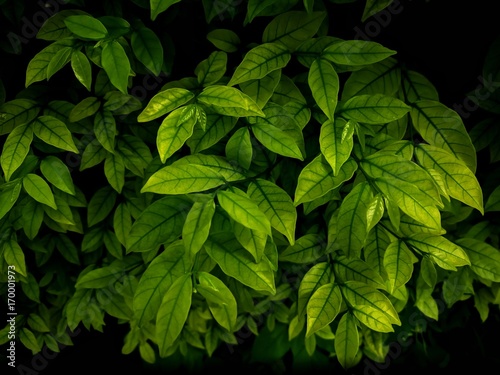 Dark Black leaves background