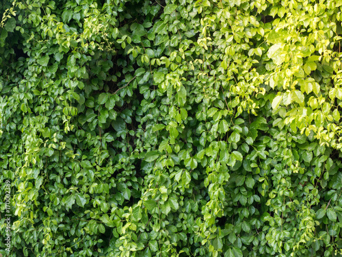 Green bush background, Dense green foliage © jm1366