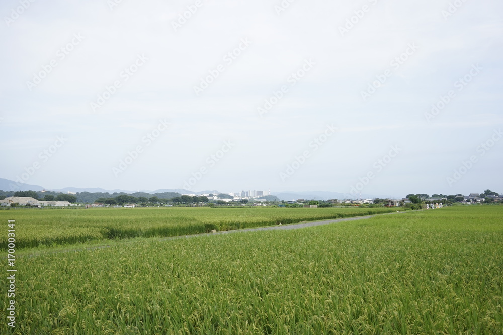Landscape of rice or paddy field starting to ripe and change color to yellow at Zama, Kanagawa, Japan on summer.