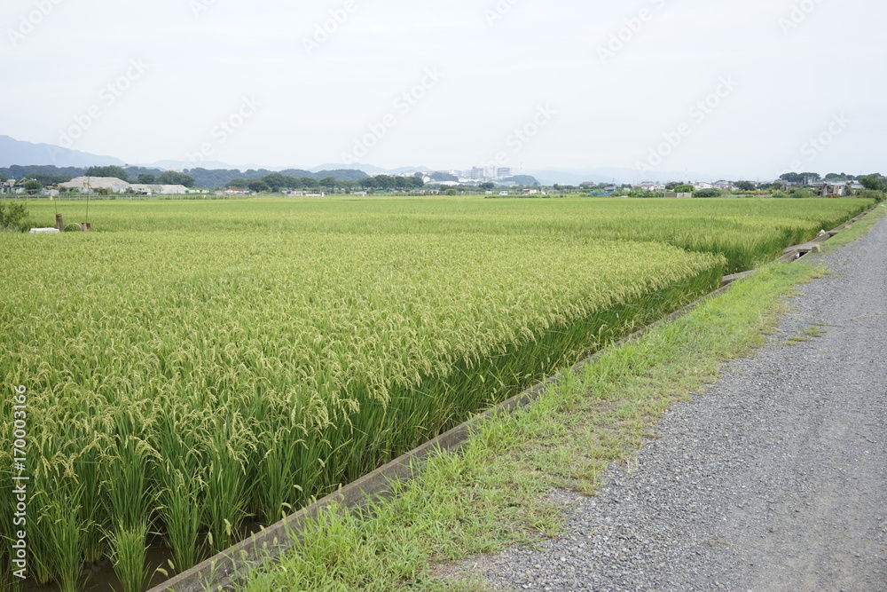 Fototapeta premium Landscape of rice or paddy field starting to ripe and change color to yellow at Zama, Kanagawa, Japan on summer.