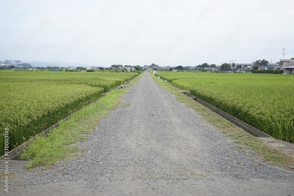 Fototapeta premium Landscape of rice or paddy field starting to ripe and change color to yellow at Zama, Kanagawa, Japan on summer.
