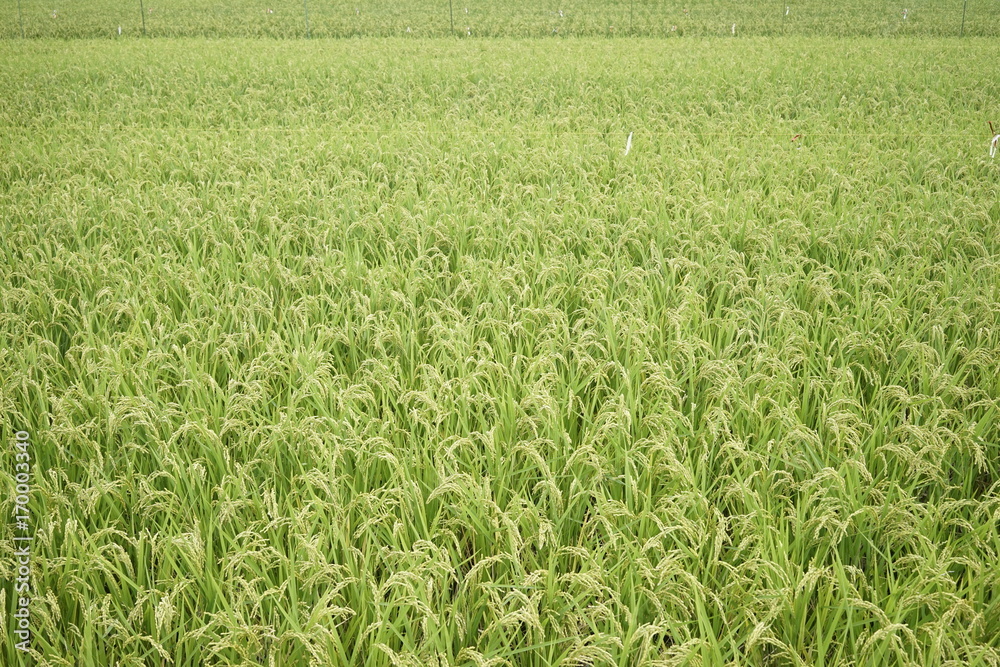 Landscape of rice or paddy field starting to ripe and change color to yellow at Zama, Kanagawa, Japan on summer. Landscape of rice or paddy field starting to ripe and change color to yellow at Zama, Kanagawa, Japan on summer.