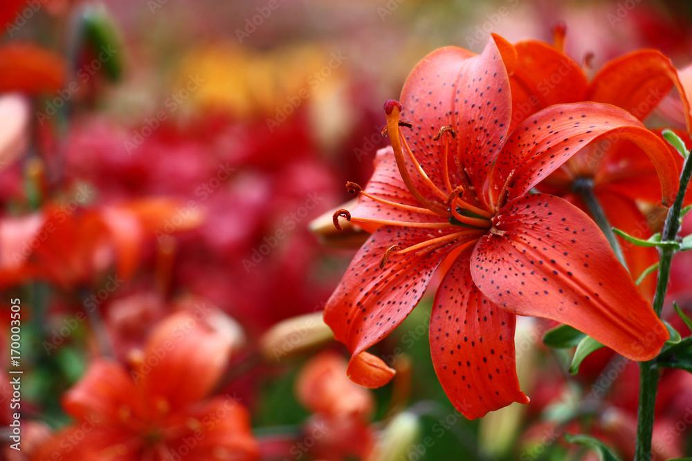 Red lily on a motley background./A considerable quantity of the Asian lilies create a motley background for a bright red lily. Red lily on a motley background./A considerable quantity of the Asian lilies create a motley background for a bright red lily.