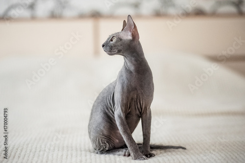 Photography A beautiful gray sphinx cat sitting on a white background.