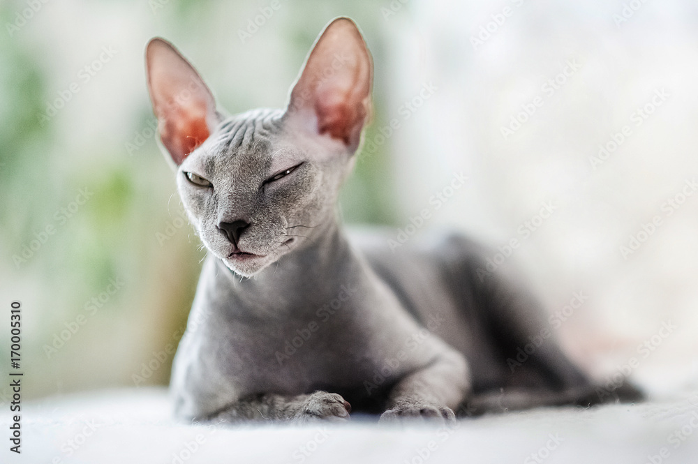 A beautiful gray sphinx cat sitting on a white background.