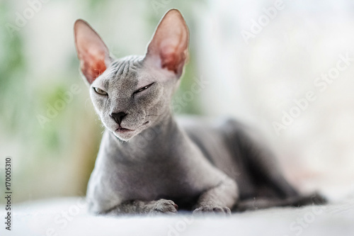 Obraz na plátne A beautiful gray sphinx cat sitting on a white background.