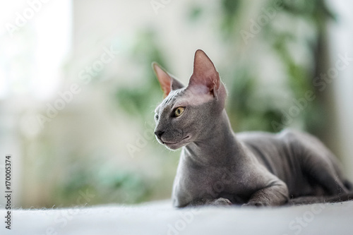 A beautiful gray sphinx cat sitting on a white background. photo