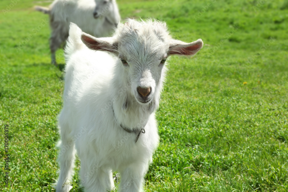 Fototapeta premium Cute little goat on green meadow