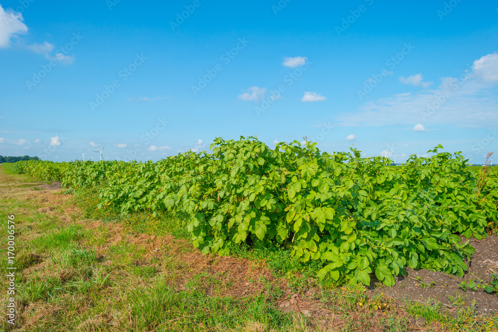 Field with vegetables in sunlight in summer