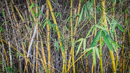 A bush of bamboo