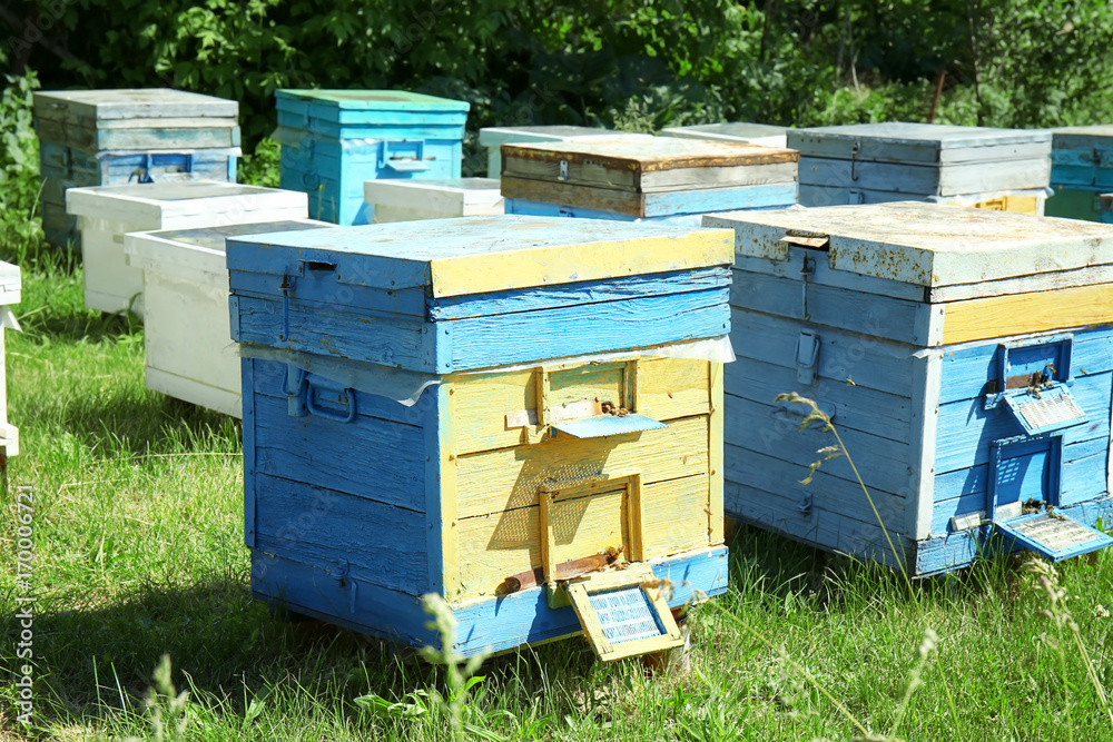 Beehives mounted on green lawn Beehives mounted on green lawn