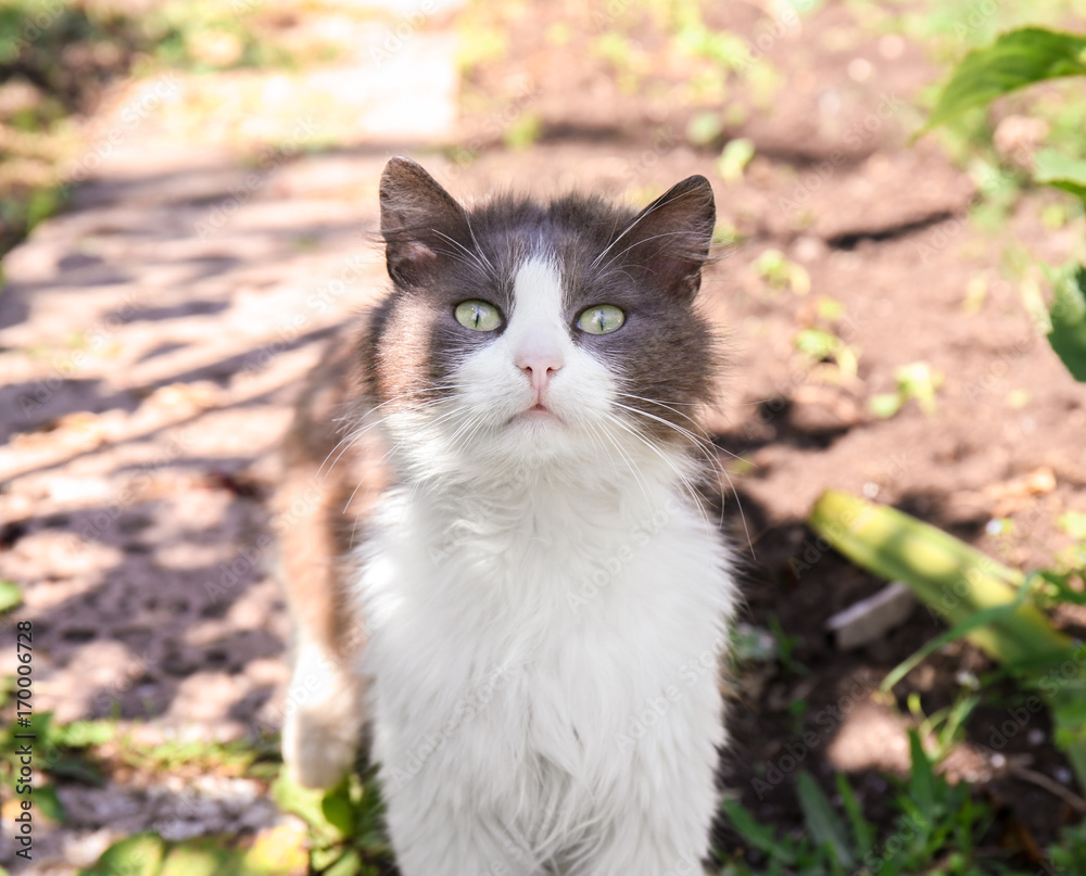 Adorable cat outdoors on sunny day