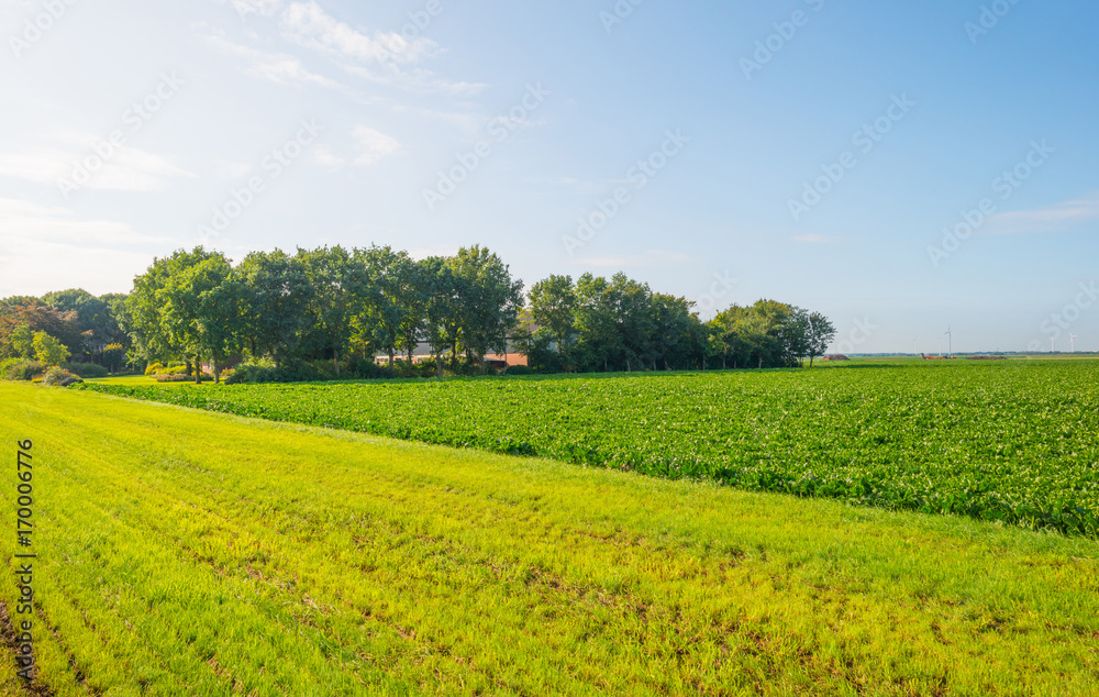 Field with vegetables in sunlight in summer
