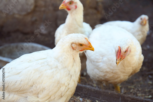 Domestic chickens at the farm