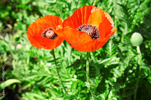 Beautiful red poppy flowers...
