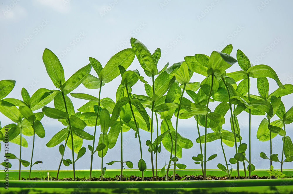Growing vegetables at home Growing vegetables at home
