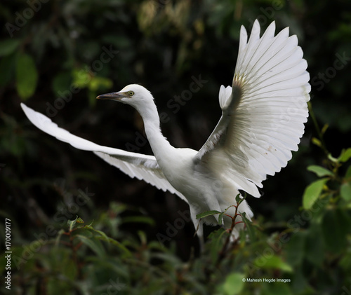 White egret stretched wings