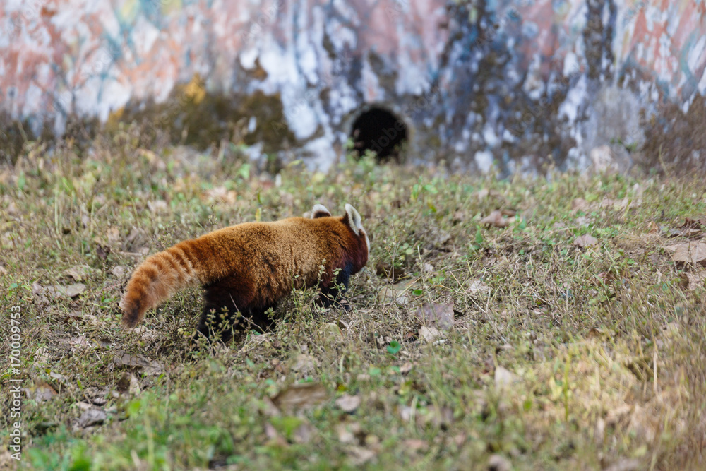 Red Panda walking on the ground with grass to his hole in Padmaja Naidu  Himalayan Zoological Park at Darjeeling, India. Stock Photo | Adobe Stock