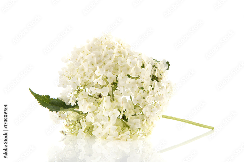 White Hydrangea isolated White Hydrangea isolated