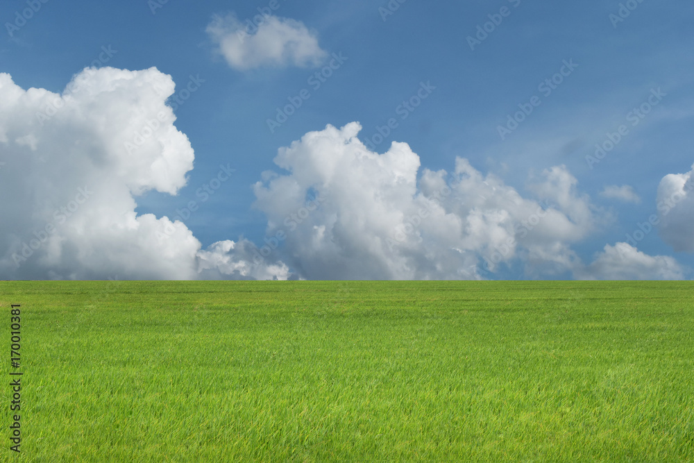 Beautiful landscape with cereal field green and blue sky ,for web design or graphic art image and can be used for trade shows.