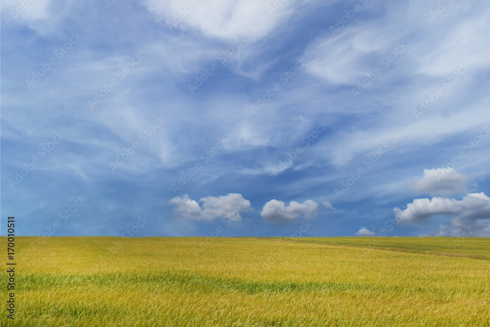 Beautiful landscape with cereal field gold yellow and blue sky ,for web design or graphic art image and can be used for trade shows. Beautiful landscape with cereal field gold yellow and blue sky ,for web design or graphic art image and can be used for trade shows.