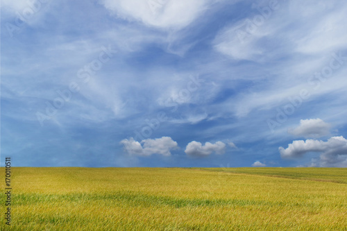 Beautiful landscape with cereal field gold yellow and blue sky  for web design or graphic art image and can be used for trade shows.