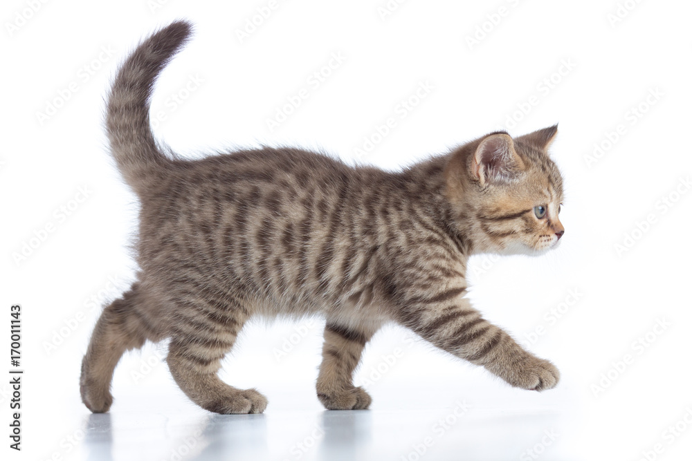 Obraz premium szkocki kot kociak spaceru na białym tle