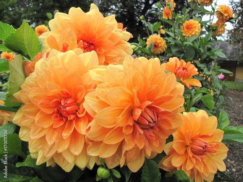 Dahlias     magnificent and very beautiful flowers