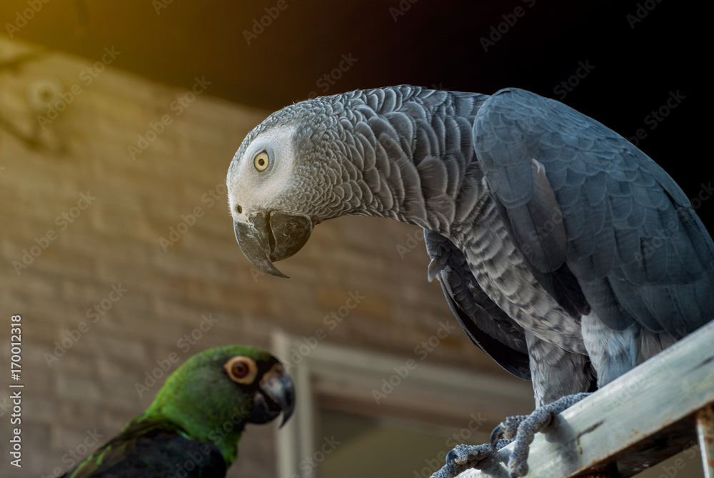 Fototapeta premium Macro parrot