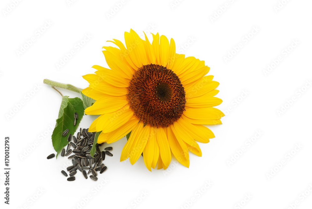Obraz premium Sonnenblume und Samen auf weißem Hintergrund