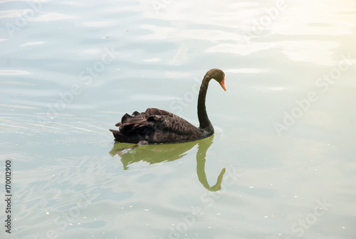 Fototapeta Naklejka Na Ścianę i Meble -  black swan In a ponds