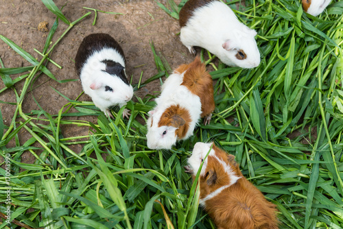 Guinea pig eating green grass in the Zoo.Thailand.