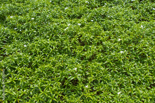 natural green leaves texture
